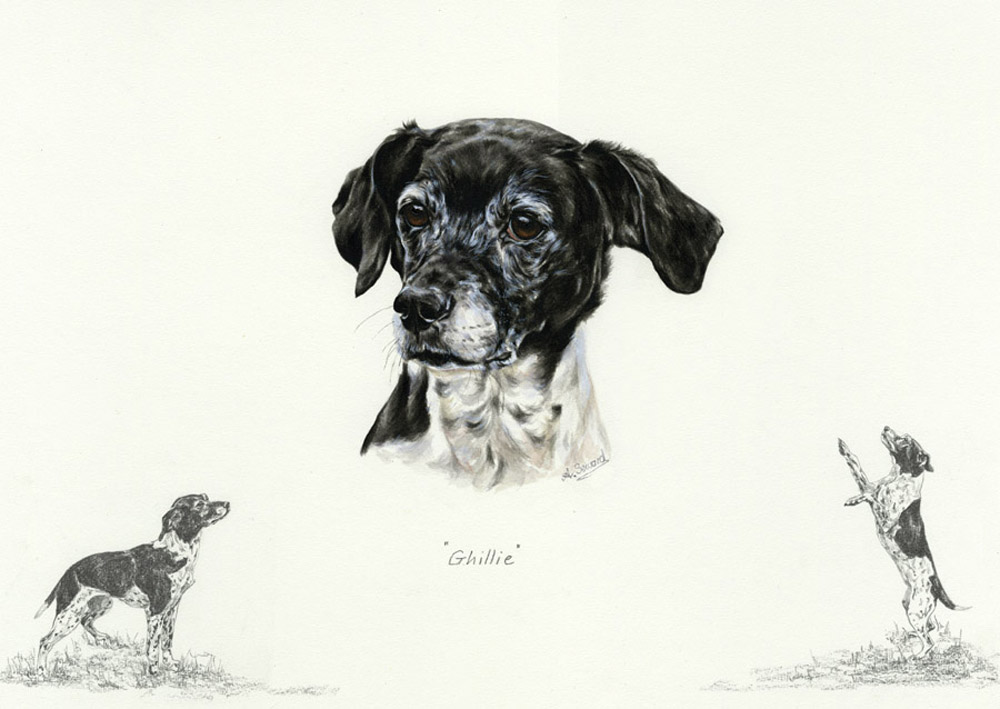 Terrier x Springer Portrait