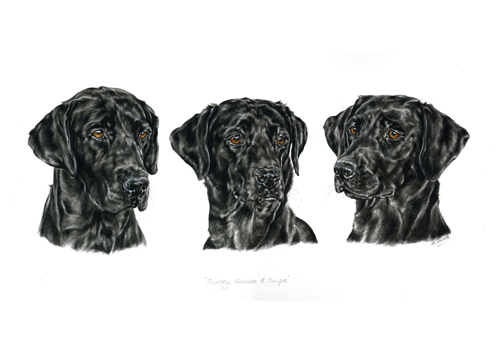 Three black Labrador bitches portrait