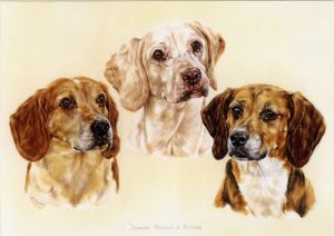 Three Hunt Beagles Portrait