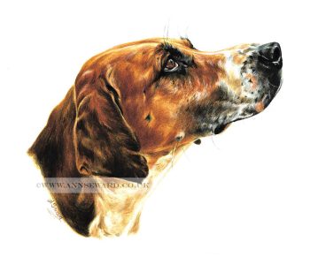 Tri colour foxhound portrait