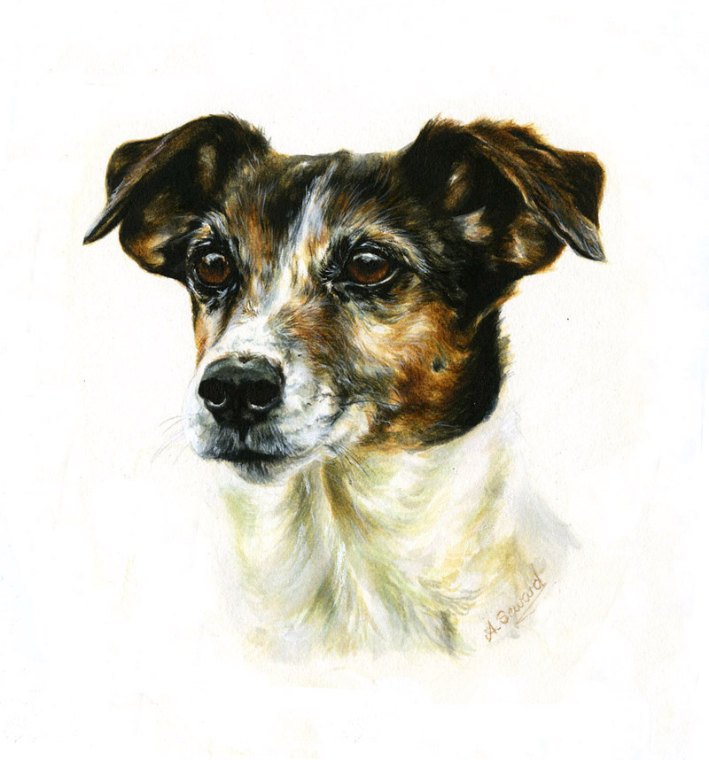 Tri-coloured terrier bitch portrait