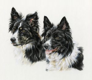 Double Portrait of Two Border Collies