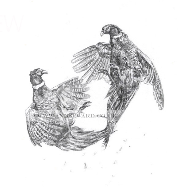 Two cock pheasants fighting - pencil sketch