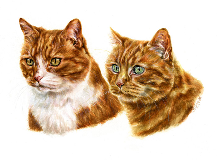 Two Ginger Toms Cat Portrait