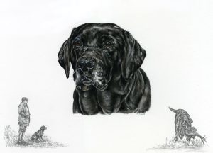 Working Black Labrador portrait